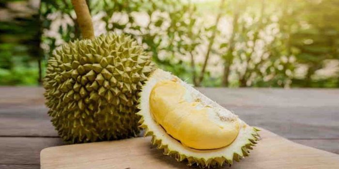 Syarat tumbuh durian musang king