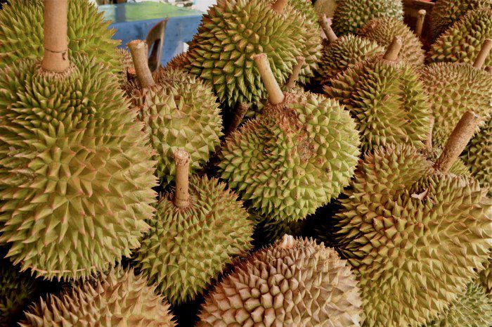 Syarat tumbuh durian musang king