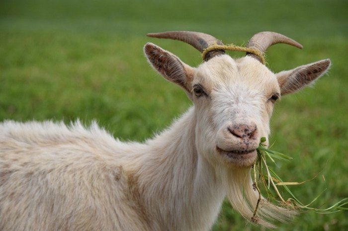 Syarat umur kambing untuk aqiqah